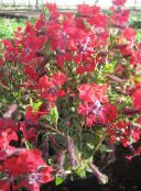 フォト 庭の花 クフェア, Cuphea 赤
