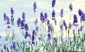 blár Lavender