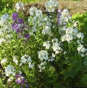 снимка Градински цветове Многогодишен Шибой, Cheiranthus бял