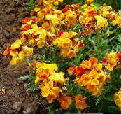 oranžna Wallflower, Cheiranthus
