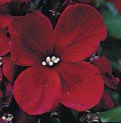 снимка Градински цветове Многогодишен Шибой, Cheiranthus винен