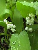 φωτογραφία Λουλούδια κήπου Κρίνος Της Κοιλάδας, Μπορεί Καμπάνες, Τα Δάκρυα Της Παναγίας, Convallaria λευκό