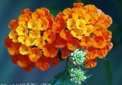 foto I fiori da giardino Lantana arancione