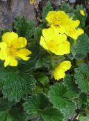 fotografie Záhradné kvety Nátržník, Potentilla žltá