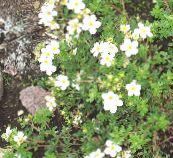 foto I fiori da giardino Cinquefoil, Potentilla bianco