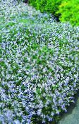 φωτογραφία Λουλούδια κήπου Laurentia, Isotoma γαλάζιο