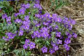 照片 园林花卉 金星的镜子, Legousia speculum-veneris 紫丁香