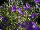 foto Flores de jardín Venus Del Espejo ', Legousia speculum-veneris púrpura