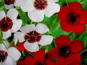 foto Dārza Ziedi Koši Lini, Sarkana Linu, Ziedošs Linu, Linum grandiflorum balts