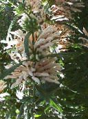 フォト 庭の花 ライオンの耳、ライオンの尾、野生のマリファナ, Leonotis leonurus ホワイト