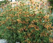 zdjęcie Ogrodowe Kwiaty Leonotis, Leonotis leonurus pomarańczowy