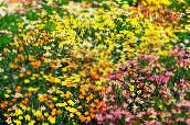 ფოტო ბაღის ყვავილები ცრუ ბავშვი ვარსკვლავები, Leptosiphon ყვითელი
