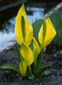 φωτογραφία Λουλούδια κήπου Κίτρινο Παλιάνθρωπος Λάχανο, Lysichiton κίτρινος
