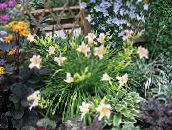 fotoğraf Bahçe çiçekleri Daylily, Hemerocallis pembe