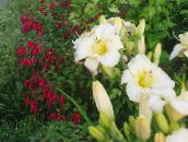 photo les fleurs du jardin Hémérocalle, Hemerocallis blanc