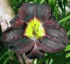 fotografie Zahradní květiny Denivka, Hemerocallis černá