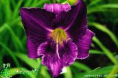 fotografie Záhradné kvety Daylily, Hemerocallis fialový