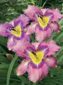 foto Trädgårdsblommor Daylily, Hemerocallis lila