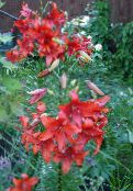 снимка Градински цветове Лилия Азиатските Хибриди, Lilium червен