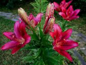 foto I fiori da giardino Giglio Gli Ibridi Asiatici, Lilium vinoso