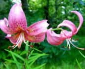 ფოტო ბაღის ყვავილები ლილი აზიური ჰიბრიდები, Lilium ვარდისფერი
