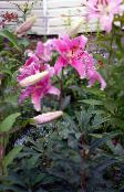 foto Aed Lilled Oriental Liilia, Lilium roosa