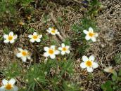 foto  Grande De Flor Phlox, Phlox Montanha, Califórnia Phlox, Linanthus branco