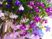 ფოტო ბაღის ყვავილები რუსებმა Lobelia, წლიური Lobelia, არასასურველი Lobelia ვარდისფერი