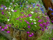 zdjęcie Ogrodowe Kwiaty Roczne Lobelia purpurowy