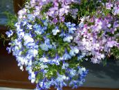 photo les fleurs du jardin Lobélie De Bordure, La Lobélie Annuelle, Lobelia Fuite bleu ciel
