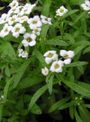 photo les fleurs du jardin Alyssum Doux, Alison Doux, Lobularia Balnéaire, Lobularia maritima blanc