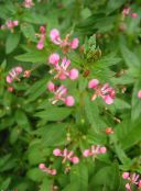foto Trädgårdsblommor Mygga Blomma, Lopezia racemosa rosa