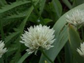 bilde Hage Blomster Ornamental Løk, Allium hvit