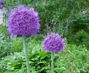 ფოტო ბაღის ყვავილები დეკორატიული ხახვი, Allium მეწამული