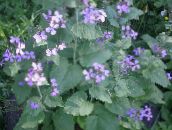 foto Trädgårdsblommor Pengar Växt, Ärlighet, Bolbonac, Låsbräken, Silver Dollar, Lunaria lila