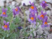 φωτογραφία Λουλούδια κήπου Λιναριά, Linaria πασχαλιά