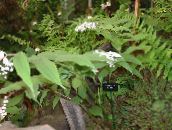 фото Садовые цветы Майник, Maianthemum белый