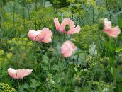 Oosterse Papaver