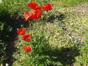 フォト 庭の花 オリエンタルポピー, Papaver orientale 赤