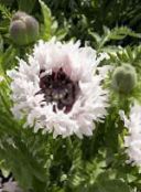 wit Oosterse Papaver