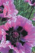 foto Trädgårdsblommor Orientalisk Vallmo, Papaver orientale lila