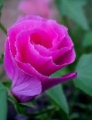 fotografie Záhradné kvety Malope, Malope trifida ružová