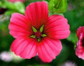 フォト 庭の花 Malope, Malope trifida 赤