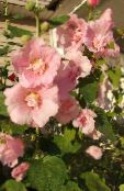 φωτογραφία Λουλούδια κήπου Hollyhock, Alcea rosea ροζ