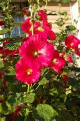 foto Flores de jardín Malva Loca, Alcea rosea rojo