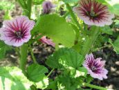 φωτογραφία Λουλούδια κήπου Μολόχα, Γαλλικά Hollyhock, Malva sylvestris ροζ