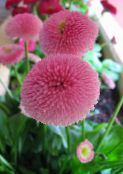 ფოტო ბაღის ყვავილები Bellis Daisy, English Daisy, გაზონის Daisy, Bruisewort, Bellis perennis ვარდისფერი