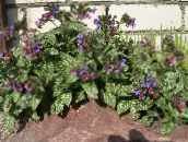 ფოტო ბაღის ყვავილები Lungwort, Pulmonaria იასამნისფერი
