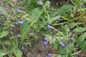 bilde Hage Blomster Lungwort, Pulmonaria blå