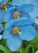 bilde Hage Blomster Himalayan Blå Valmue, Meconopsis lyse blå